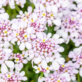 Iberis sempervirens Pink Ice