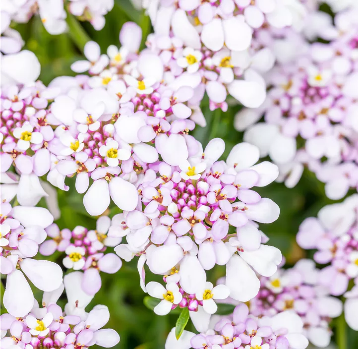 Immergrüne Schleifenblume 'Pink Ice'®