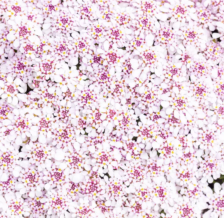 Immergrüne Schleifenblume 'Pink Ice'®