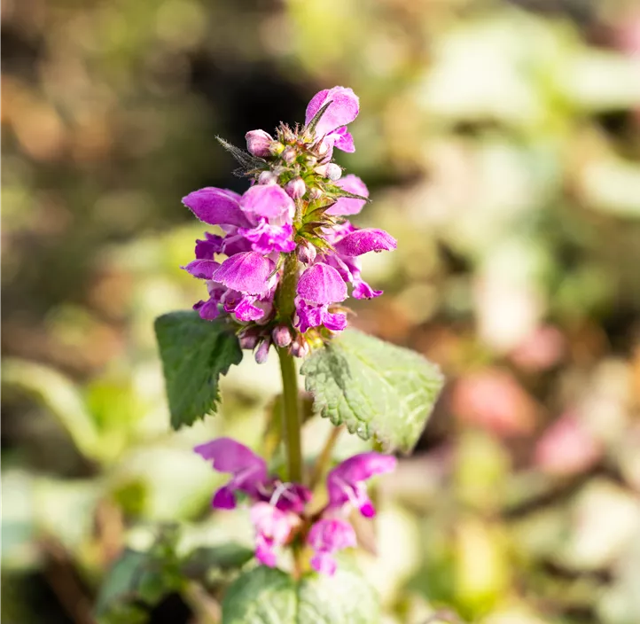 Gefleckte Taubnessel 'Beacon Silver'
