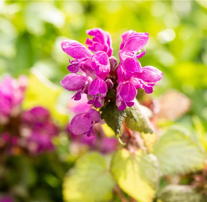 Gefleckte Taubnessel 'Beacon Silver'