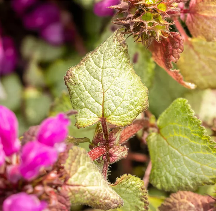 Gefleckte Taubnessel 'Beacon Silver'