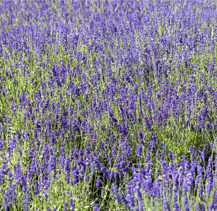 Echter Lavendel 'Blue Scent'