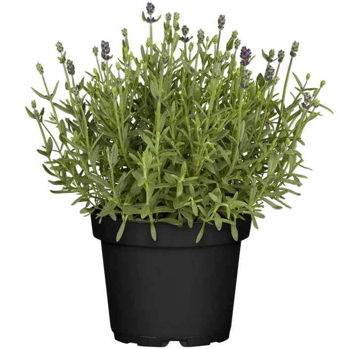 Echter Lavendel 'Blue Scent'