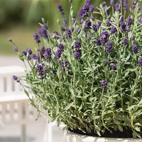 Lavandula angustifolia Dwarf Blue