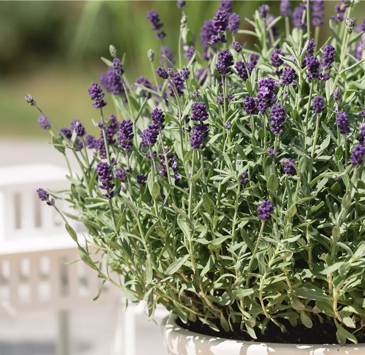 Zwergiger Garten-Lavendel 'Dwarf Blue'