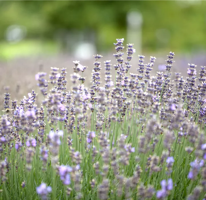 Lavendel 'Munstead'