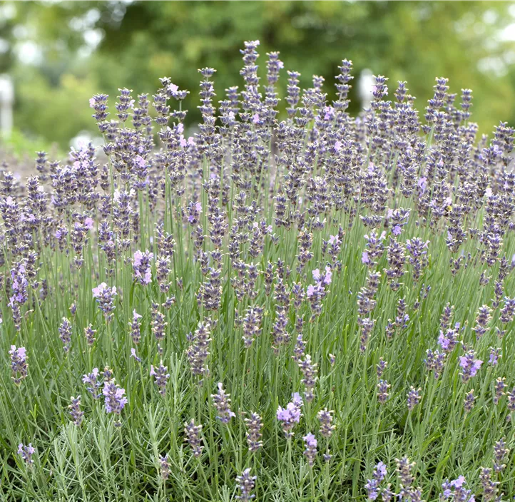 Lavendel 'Munstead'