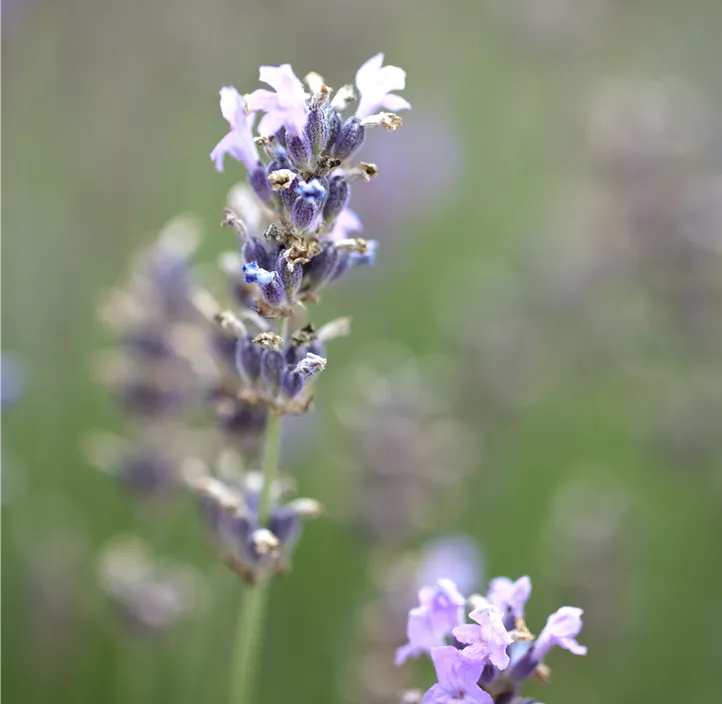 Lavendel 'Munstead'