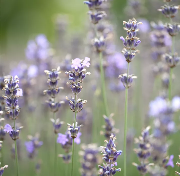 Lavendel 'Munstead'