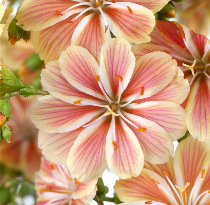 Garten-Bitterwurz 'Regenbogen'