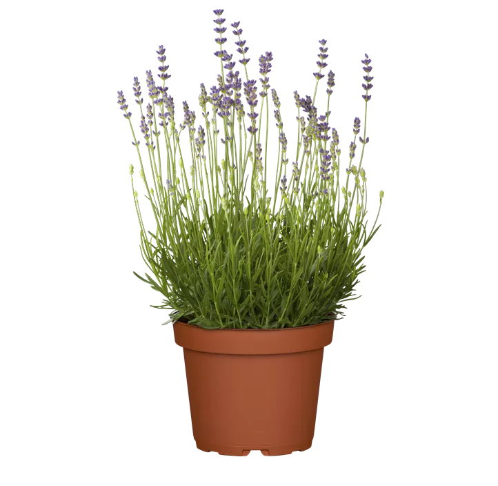 Lavendel 'Munstead'
