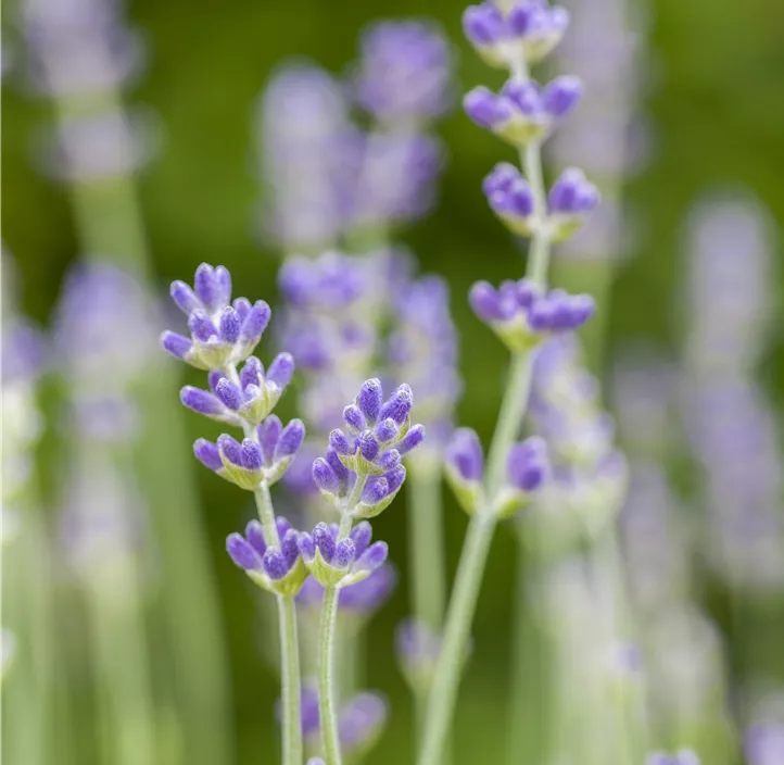 Lavendel 'Munstead'