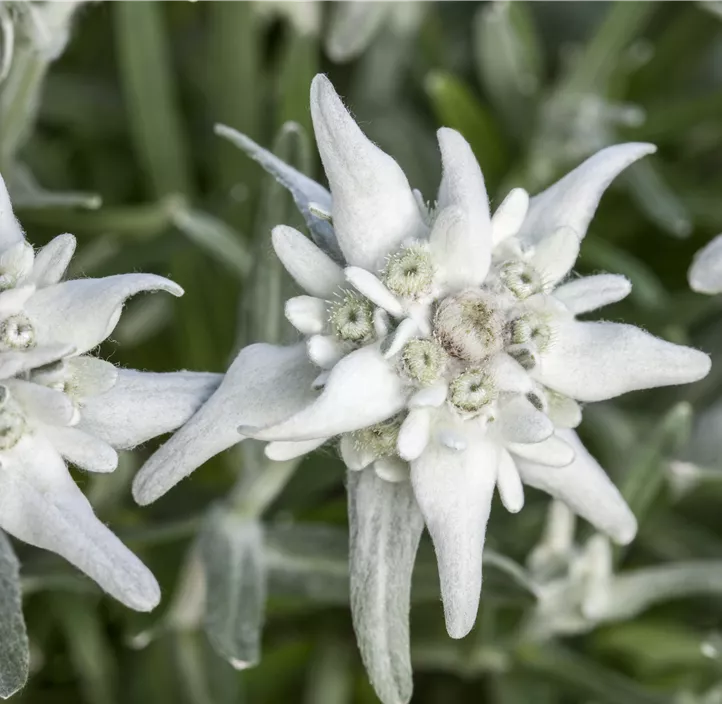 Garten-Edelweiß 'Matterhorn'