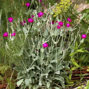 Lychnis coronaria Atrosanguinea