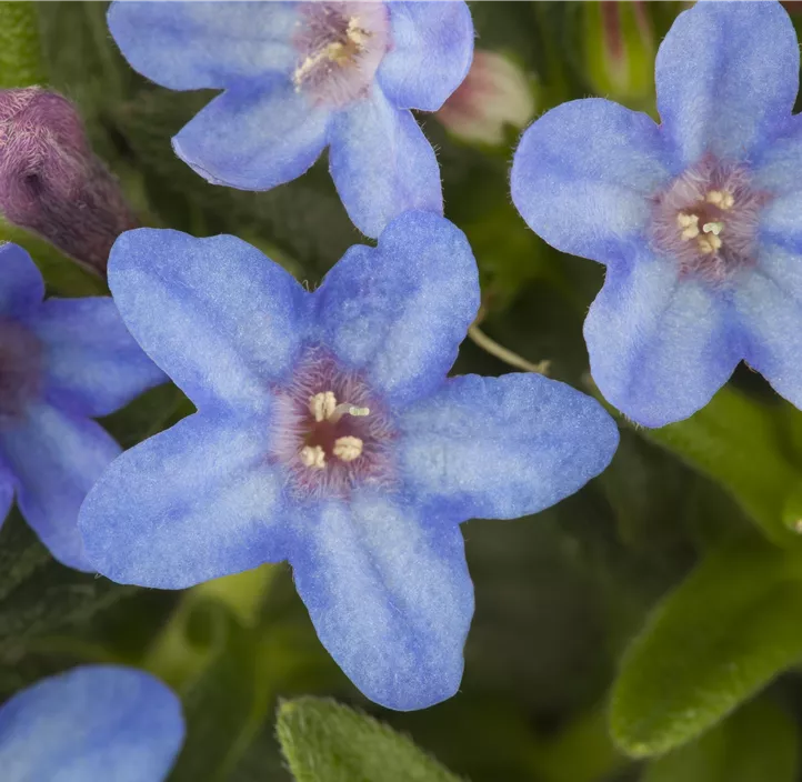 Garten-Scheinsteinsame 'Heavenly Blue'