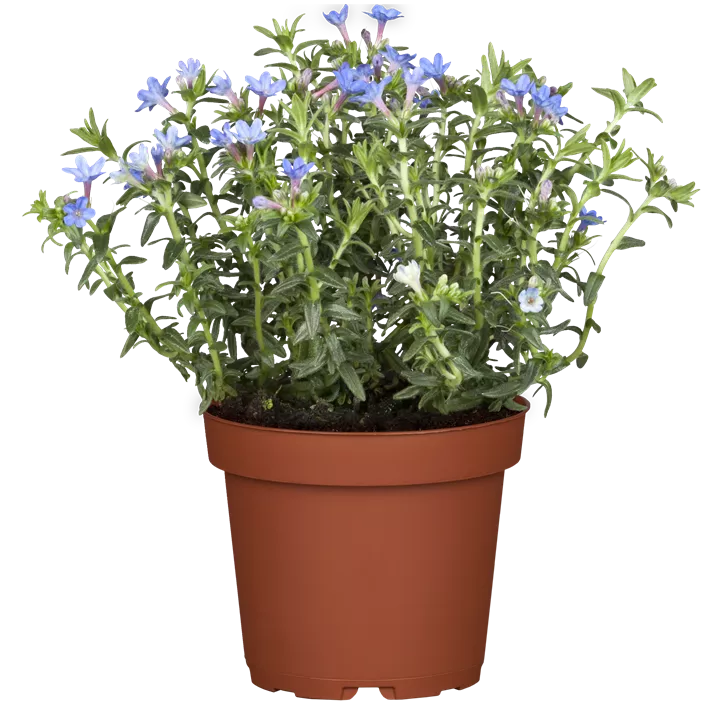 Garten-Scheinsteinsame 'Heavenly Blue'