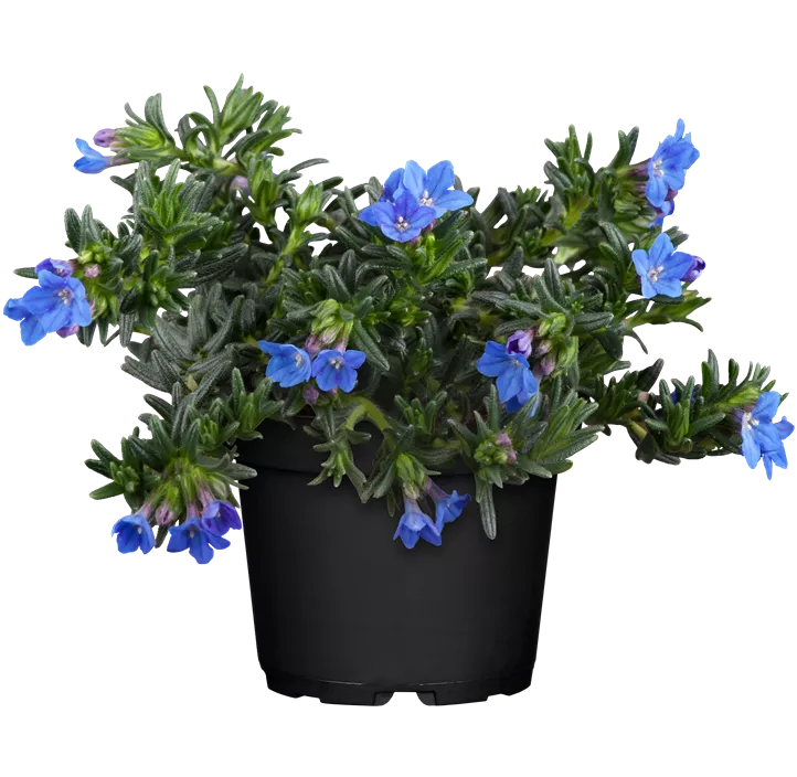 Garten-Scheinsteinsame 'Heavenly Blue'