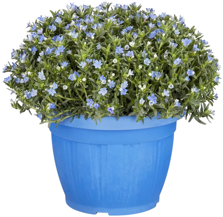 Garten-Scheinsteinsame 'Heavenly Blue'