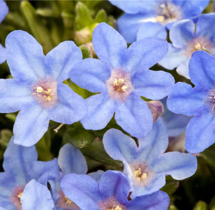 Garten-Scheinsteinsame 'Heavenly Blue'