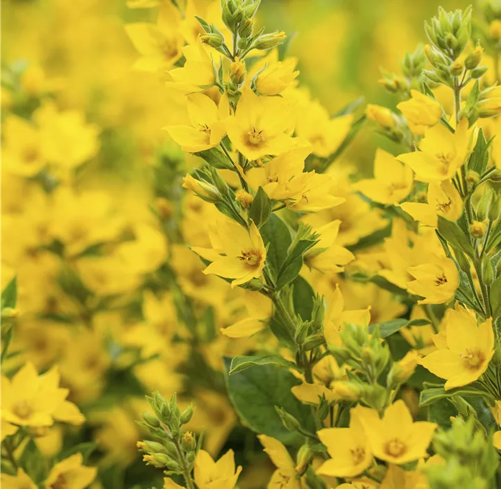 Gepunkteter Gilbweiderich
