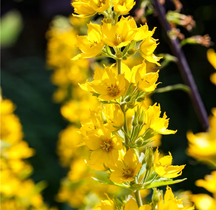 Gepunkteter Gilbweiderich