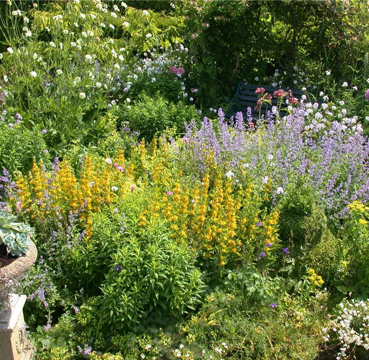 Gepunkteter Gilbweiderich