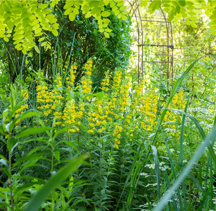 Gepunkteter Gilbweiderich