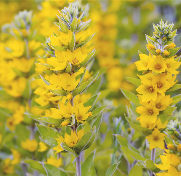 Gepunkteter Gilbweiderich