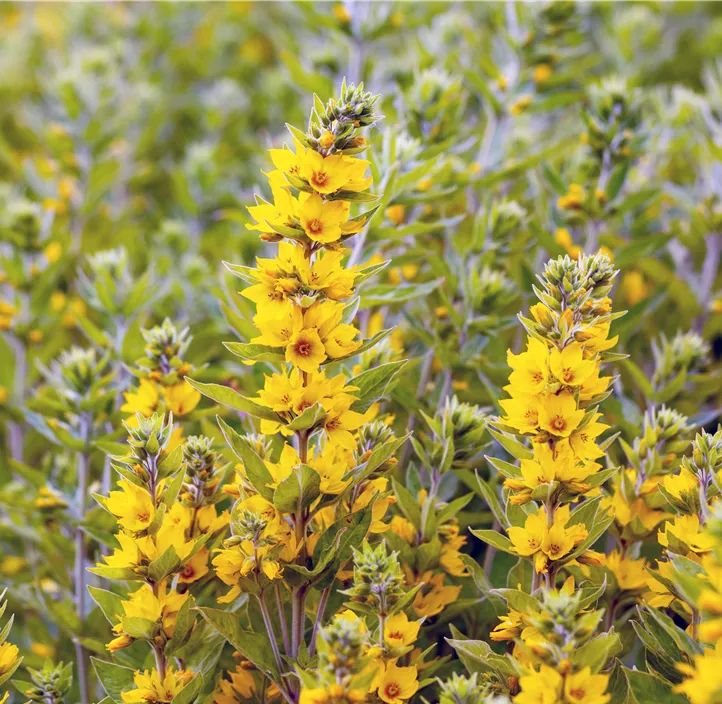 Gepunkteter Gilbweiderich