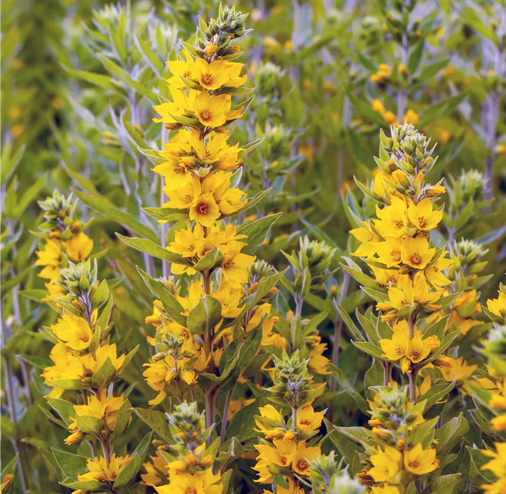 Gepunkteter Gilbweiderich