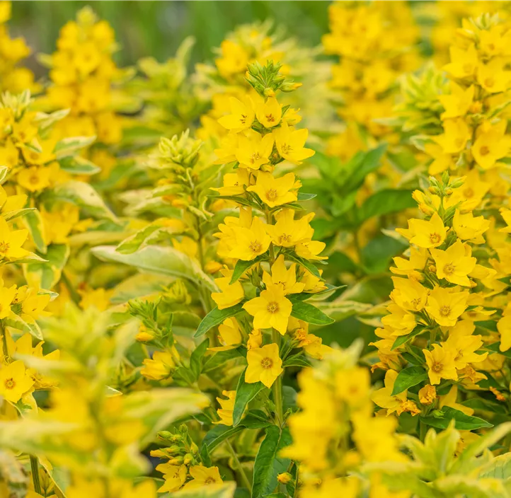 Gilbweiderich 'Alexander'