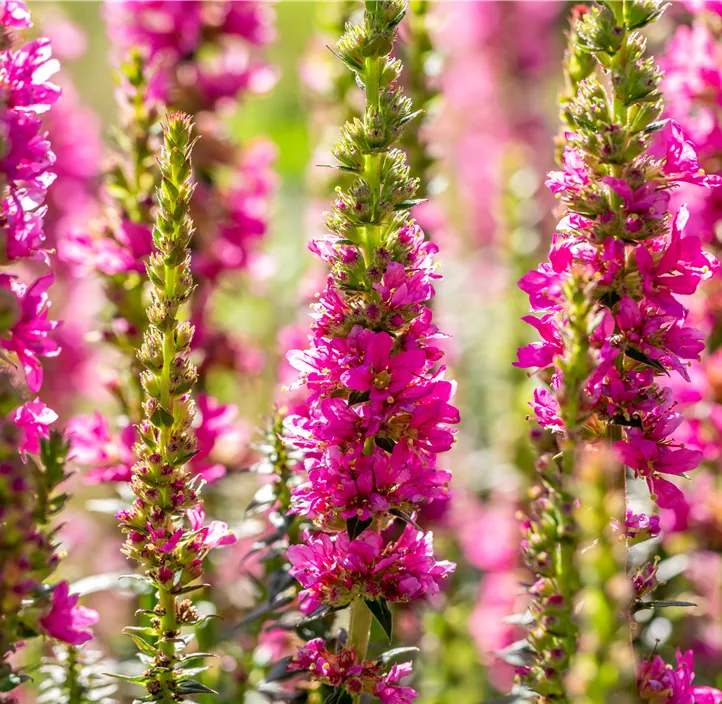 Garten-Blut-Weiderich 'Robert'