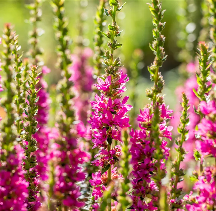 Garten-Blut-Weiderich 'Robert'