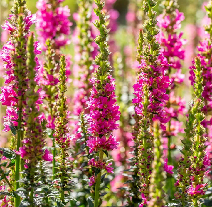 Garten-Blut-Weiderich 'Robert'