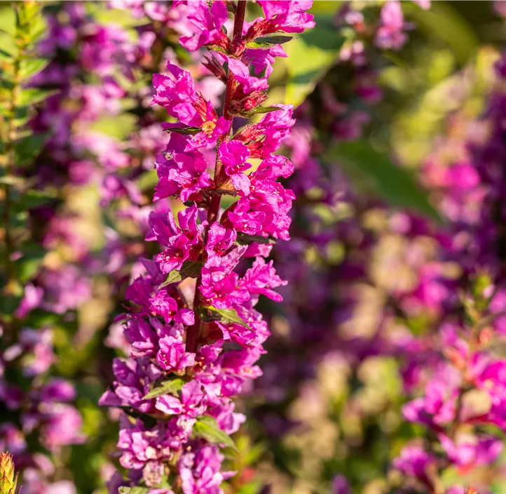 Garten-Blut-Weiderich 'Robin'