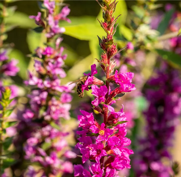 Garten-Blut-Weiderich 'Robin'