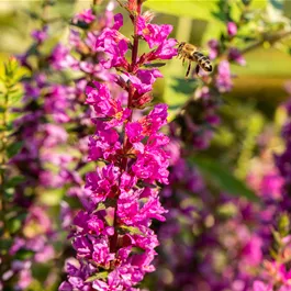 Lythrum salicaria Robin