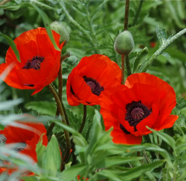 Orientalischer Mohn 'Beauty of Livermere'