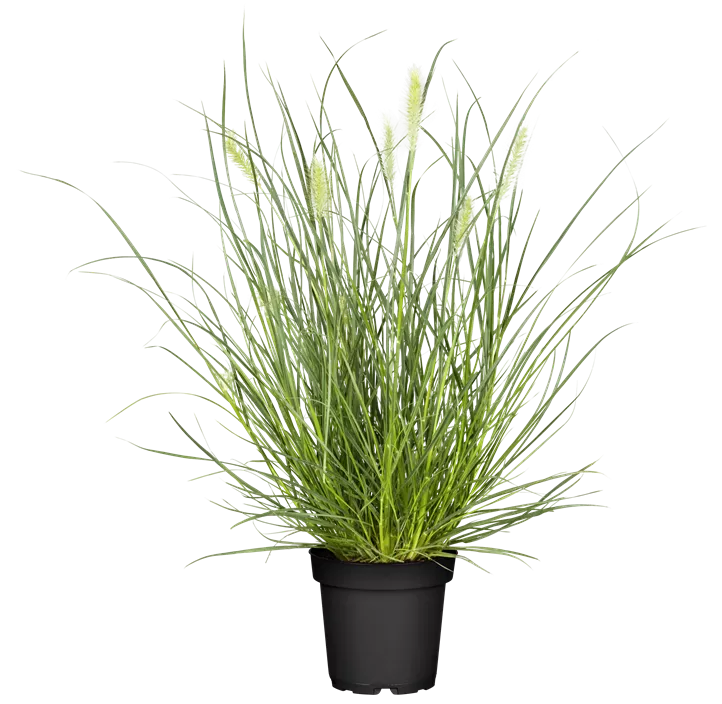 Garten-Federborstengras 'Little Bunny'
