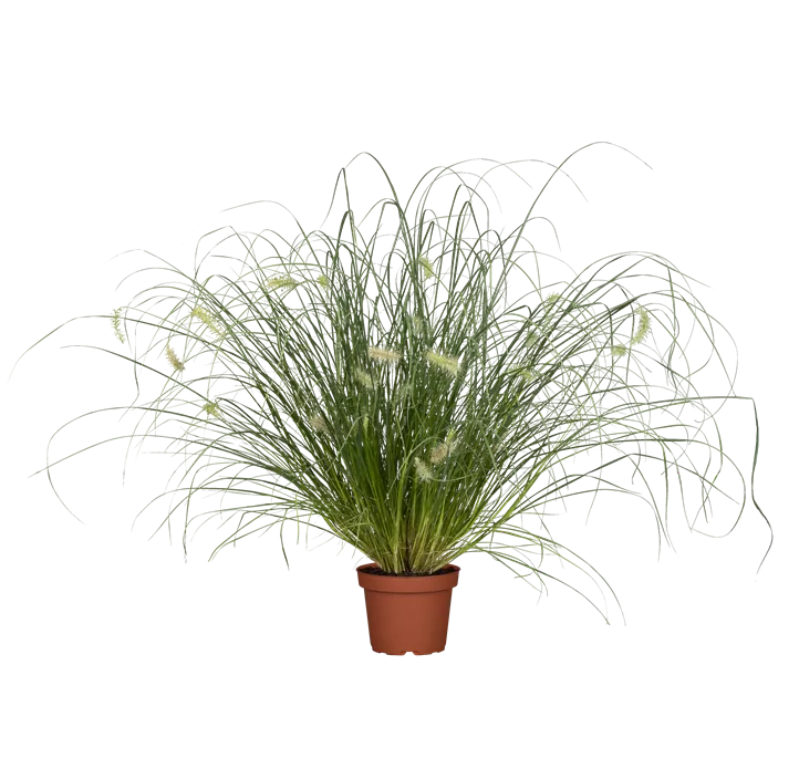 Garten-Federborstengras 'Little Bunny'