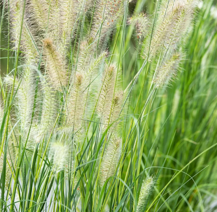 Garten-Federborstengras 'Little Bunny'
