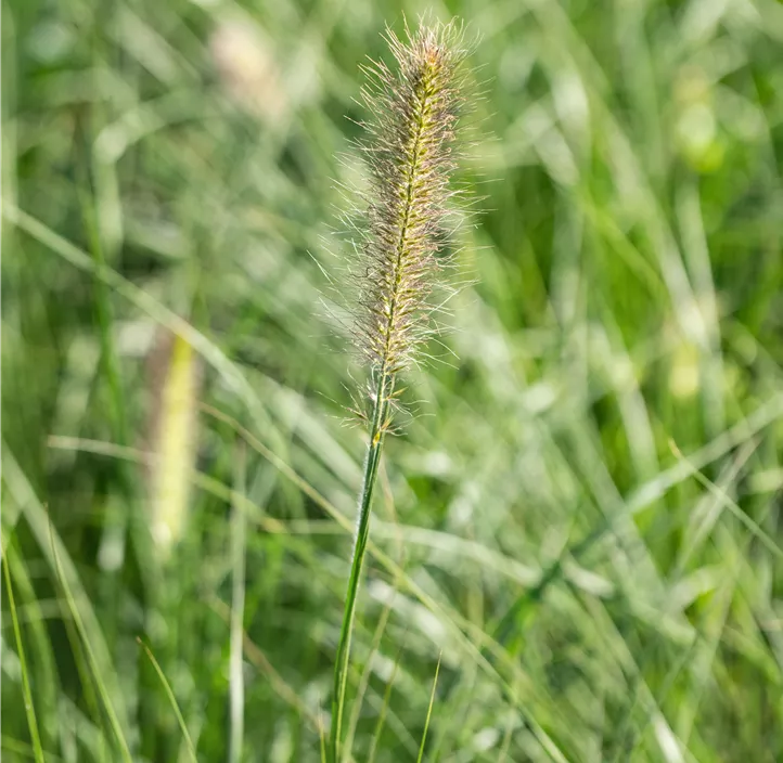 Garten-Federborstengras 'Little Bunny'