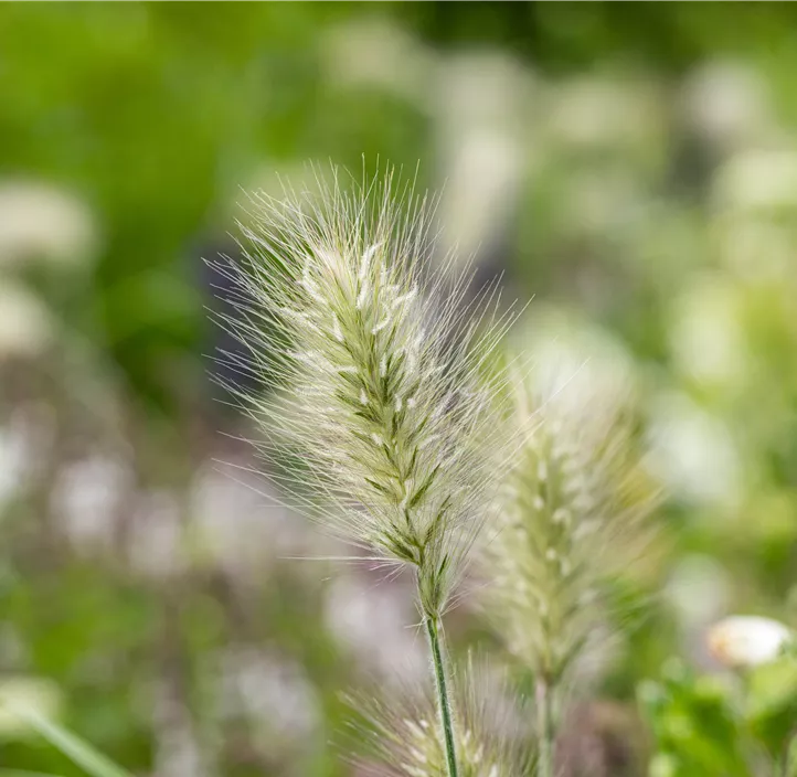 Garten-Federborstengras 'Little Bunny'