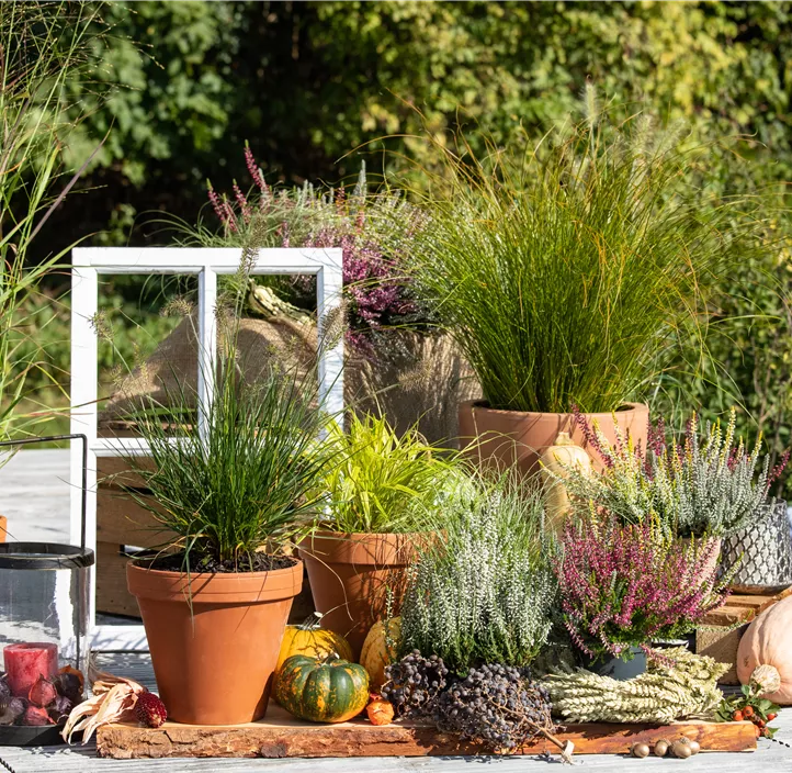 Garten-Federborstengras 'Little Bunny'