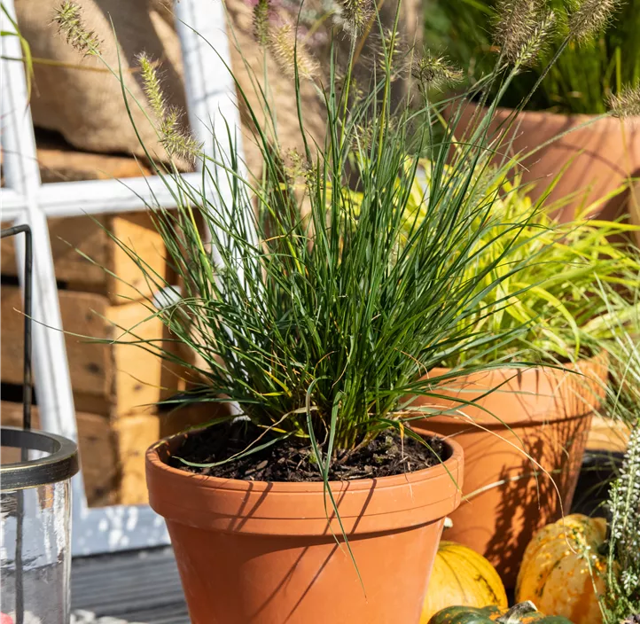 Garten-Federborstengras 'Little Bunny'