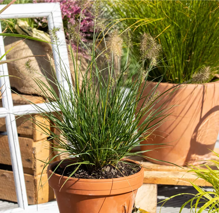 Garten-Federborstengras 'Little Bunny'