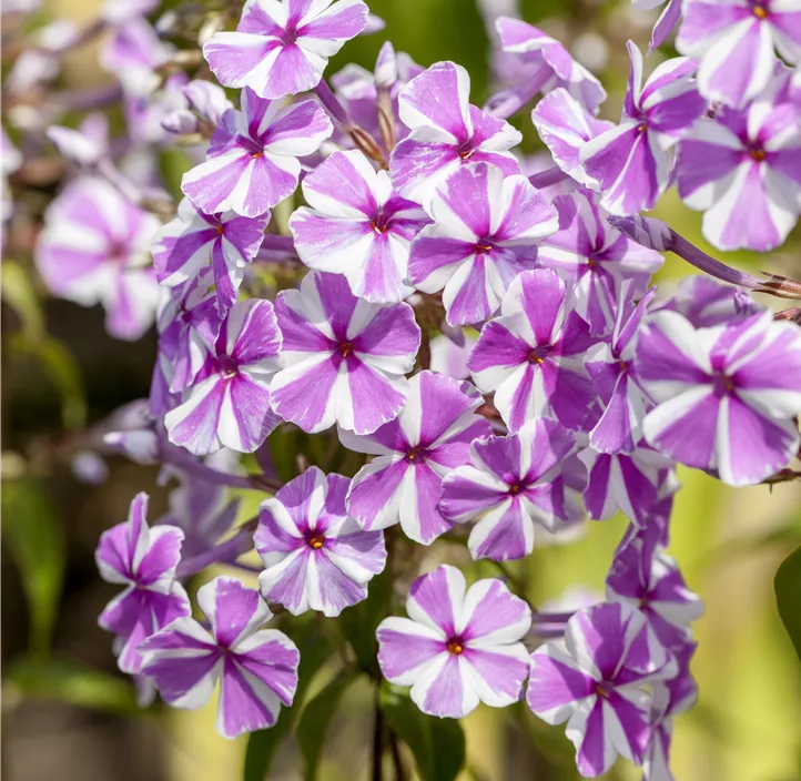 Wiesen-Flammenblume 'Natascha'