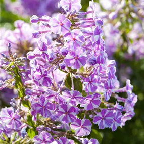 Phlox subulata Candy Stripes