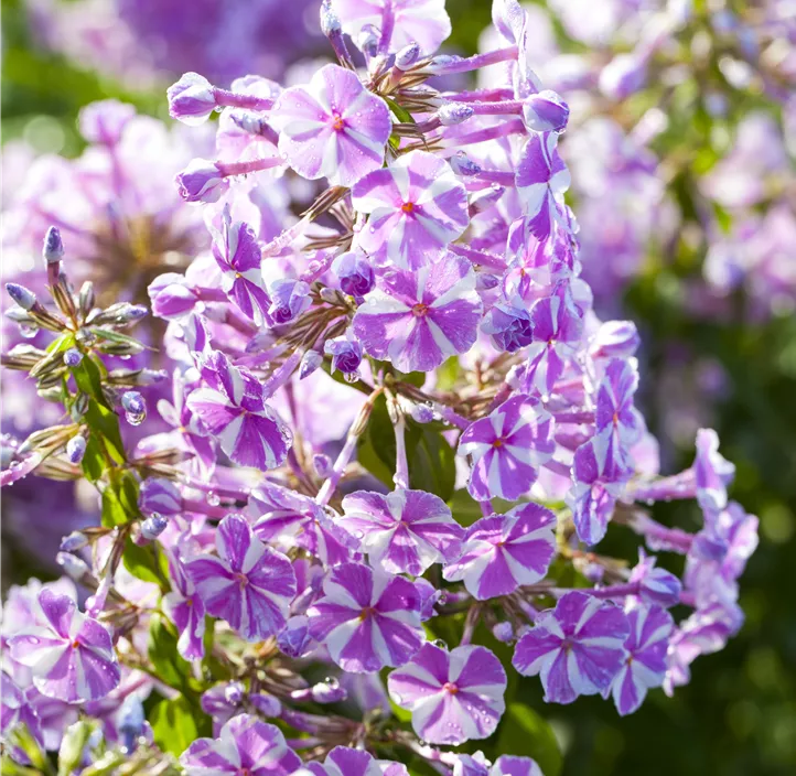 Garten-Teppich-Flammenblume 'Candy Stripes'